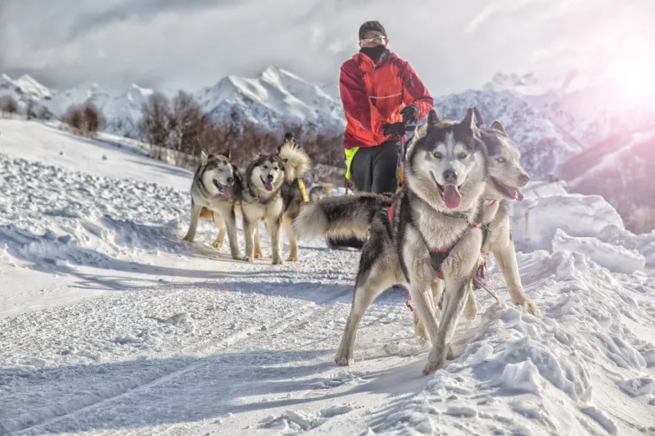 A team of sled dogs pulling a sled through a snowy trail with mountain scenery near Reno Tahoe.